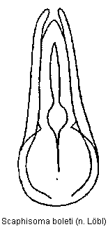 scaphisoma_boleti.gif