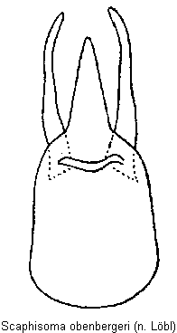 scaphisoma_obenbergeri.gif