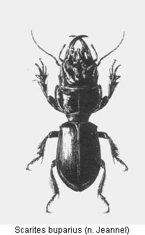 scarites_buparius_hab.jpg