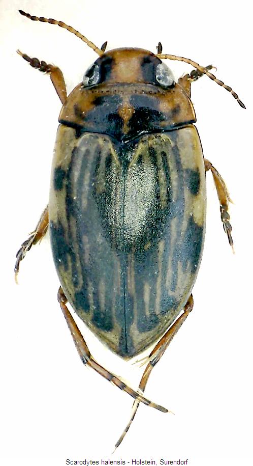 scarodytes_halensis_hab.jpg