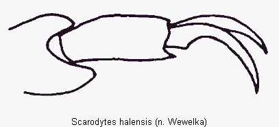 scarodytes_halensis_vtr.gif