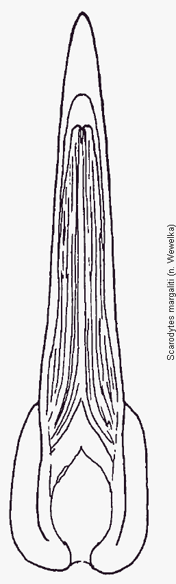 scarodytes_margaliti.gif
