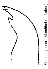 schistoglossa_mandibel.gif