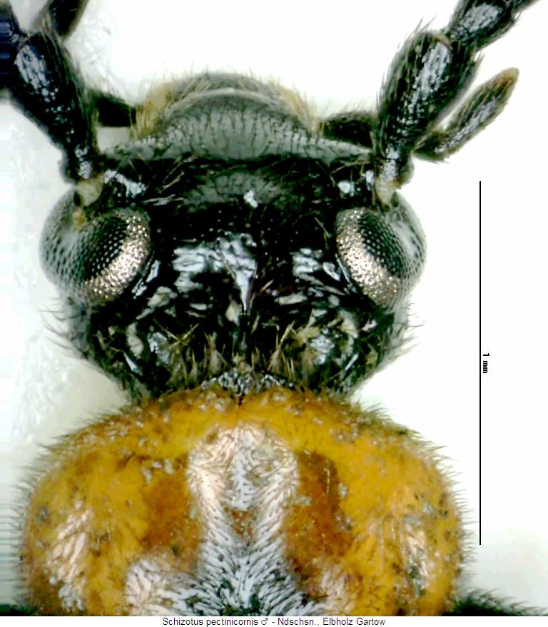 schizotus_pectinicornis_k.jpg