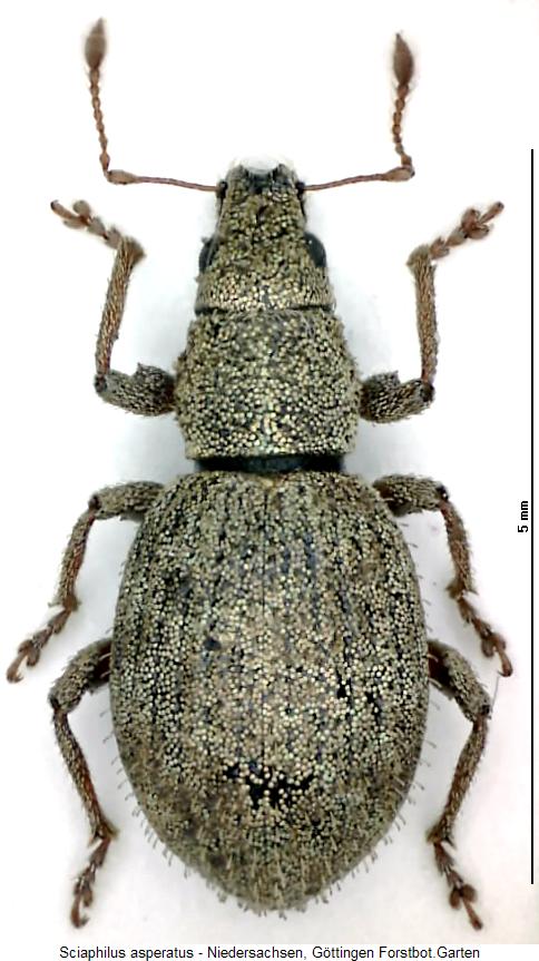 sciaphilus_asperatus_hab.jpg