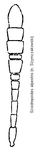 sciodrepoides_alpestris_f.gif
