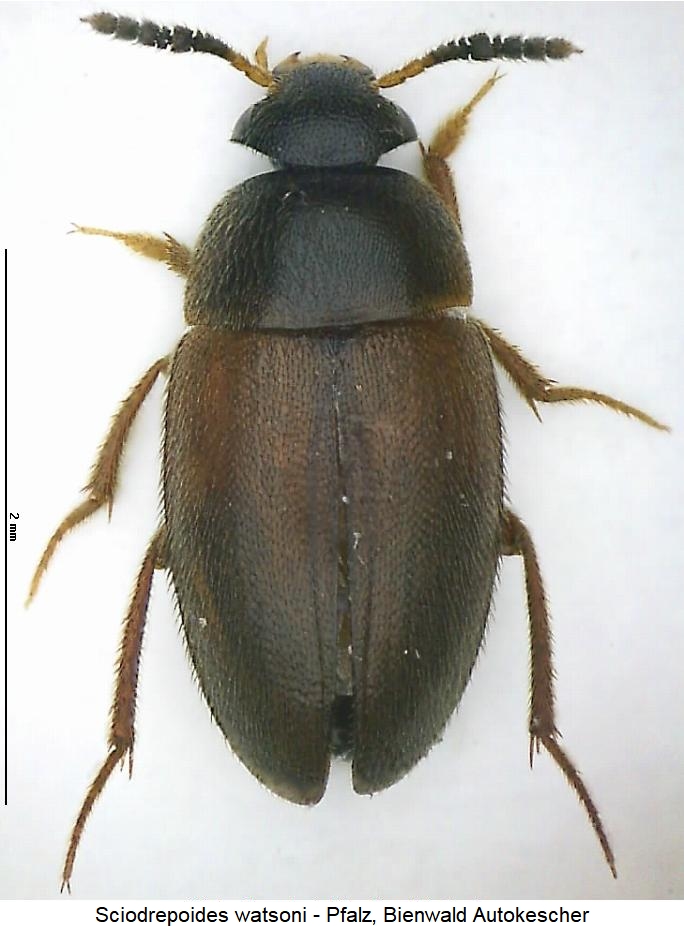 sciodrepoides_watsoni_hab.jpg