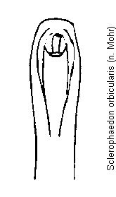 sclerophaedon_orbicularis.gif