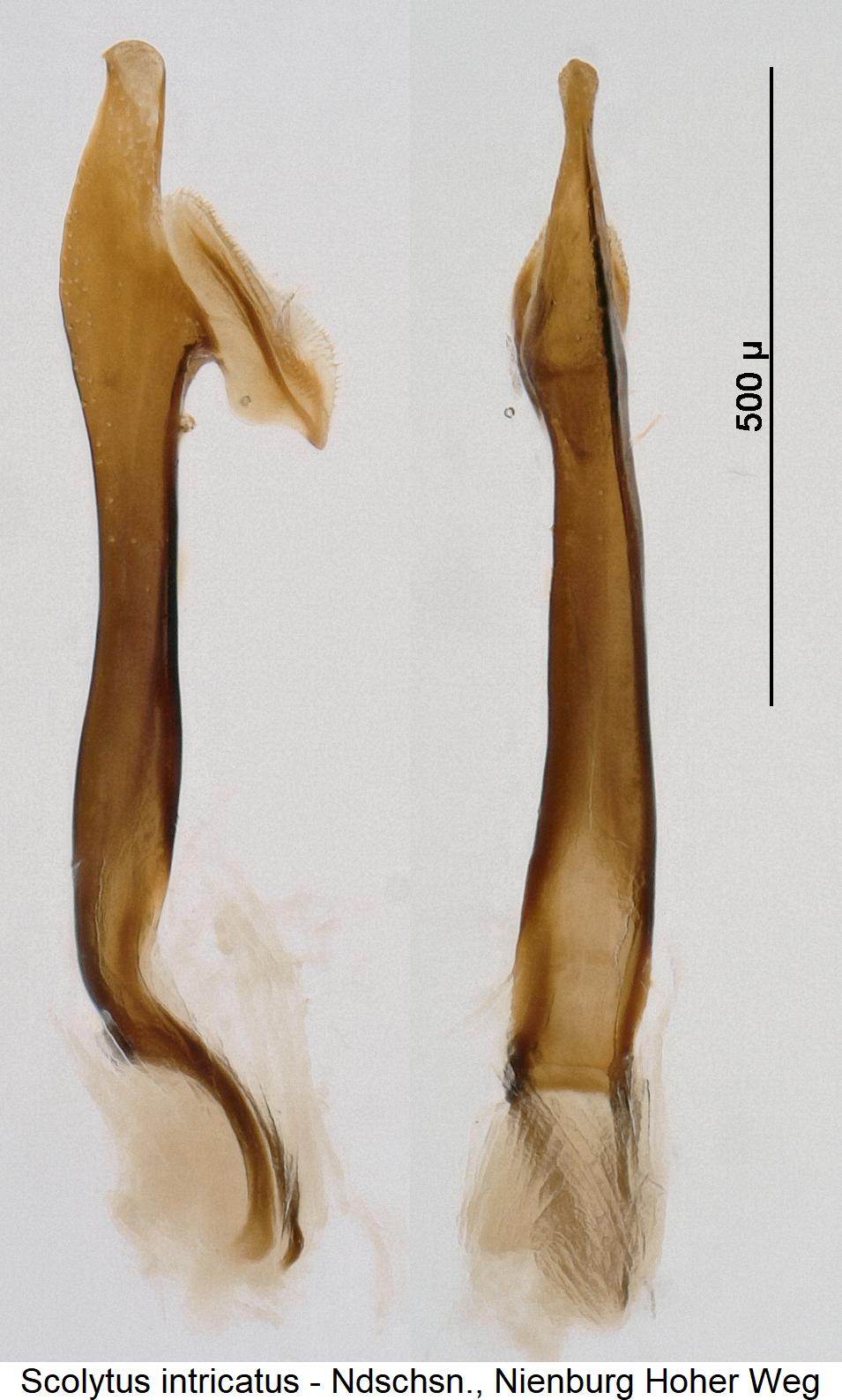 scolytus_intricatus.jpg