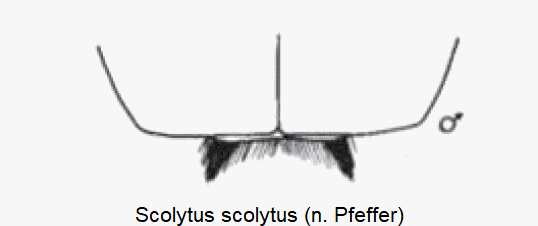 scolytus_scolytus_hlb.gif