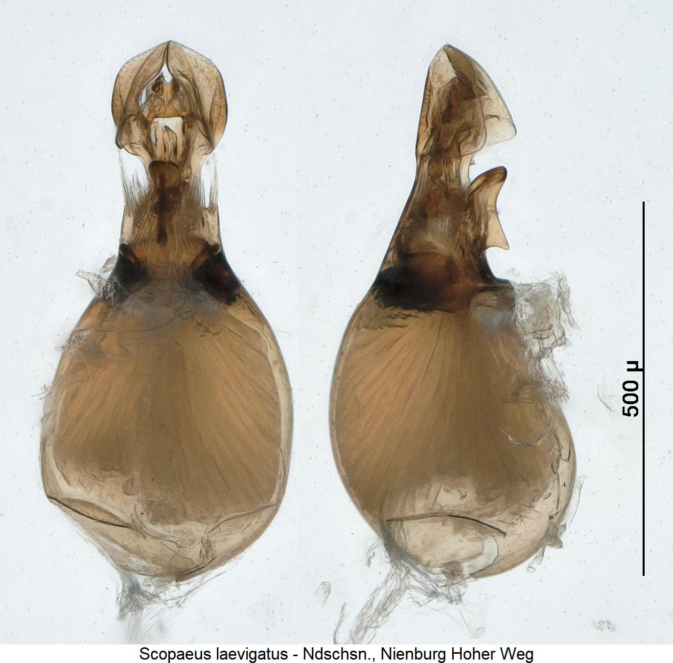 scopaeus_laevigatus1.jpg