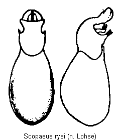 scopaeus_ryei.gif
