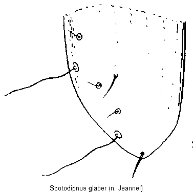 scotodipnus_glaber_fld.gif