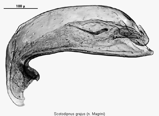 scotodipnus_grajus3.gif