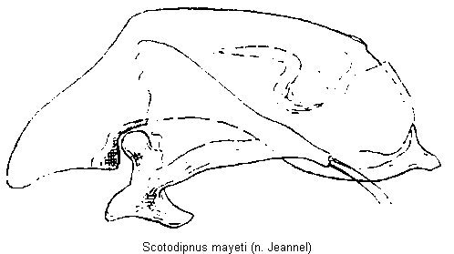 scotodipnus_mayeti.gif