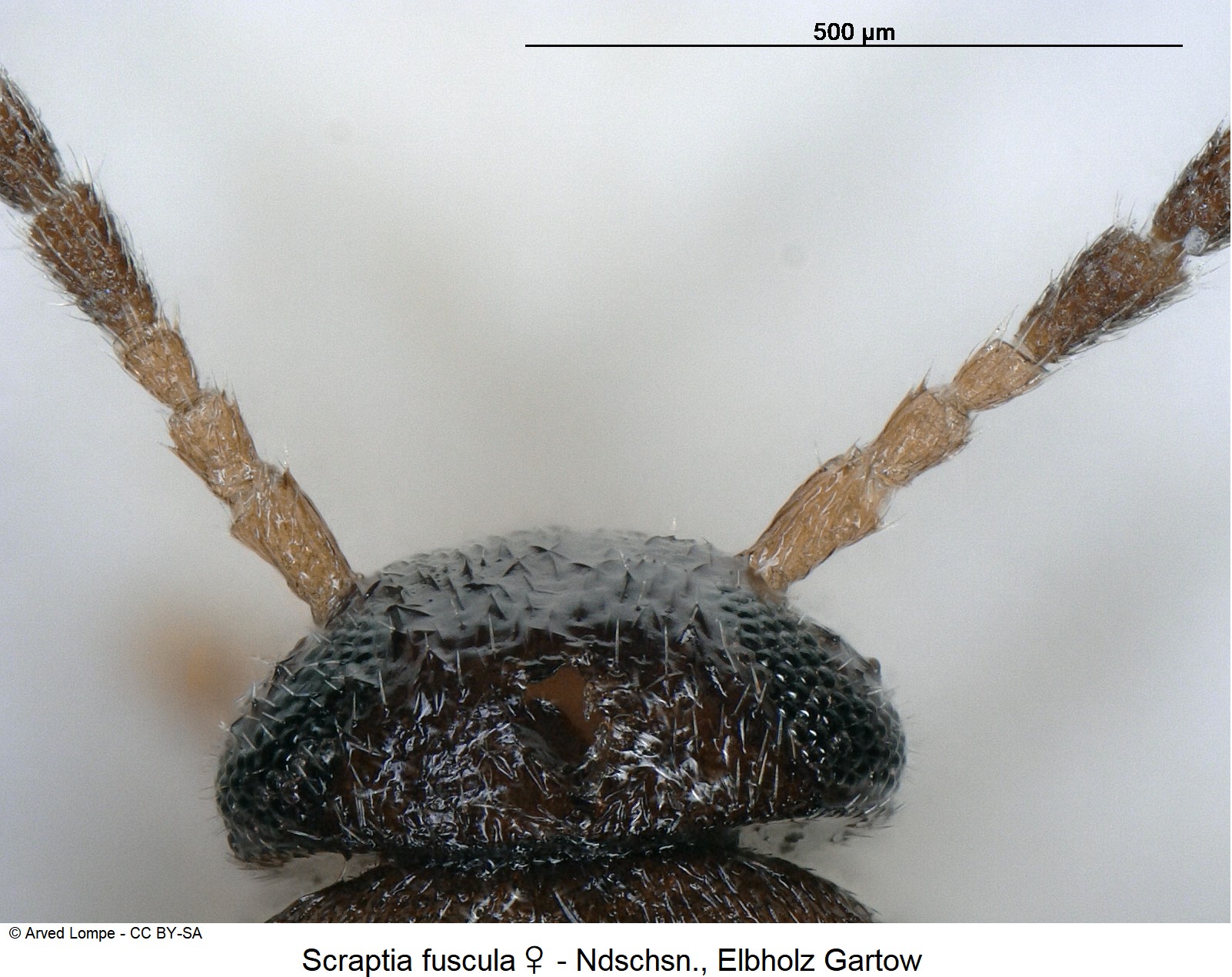 scraptia_fuscula_w_ck9709_f.jpg