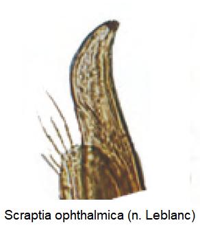 scraptia_ophthalmica.jpg
