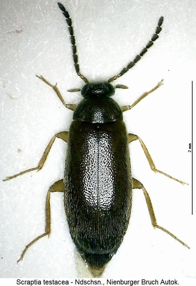scraptia_testacea_hab.jpg
