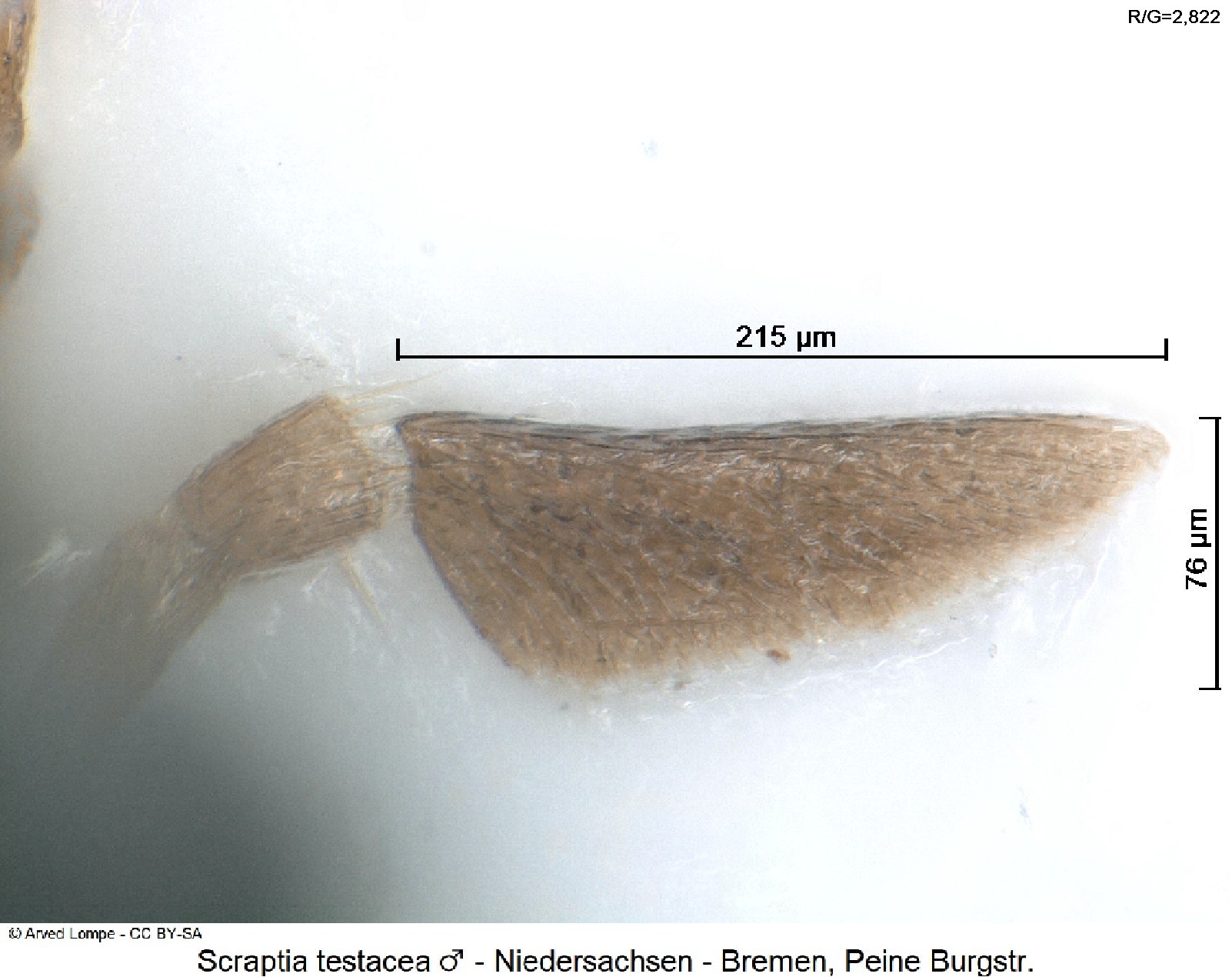 scraptia_testacea_m_ck37375469_ts.jpg