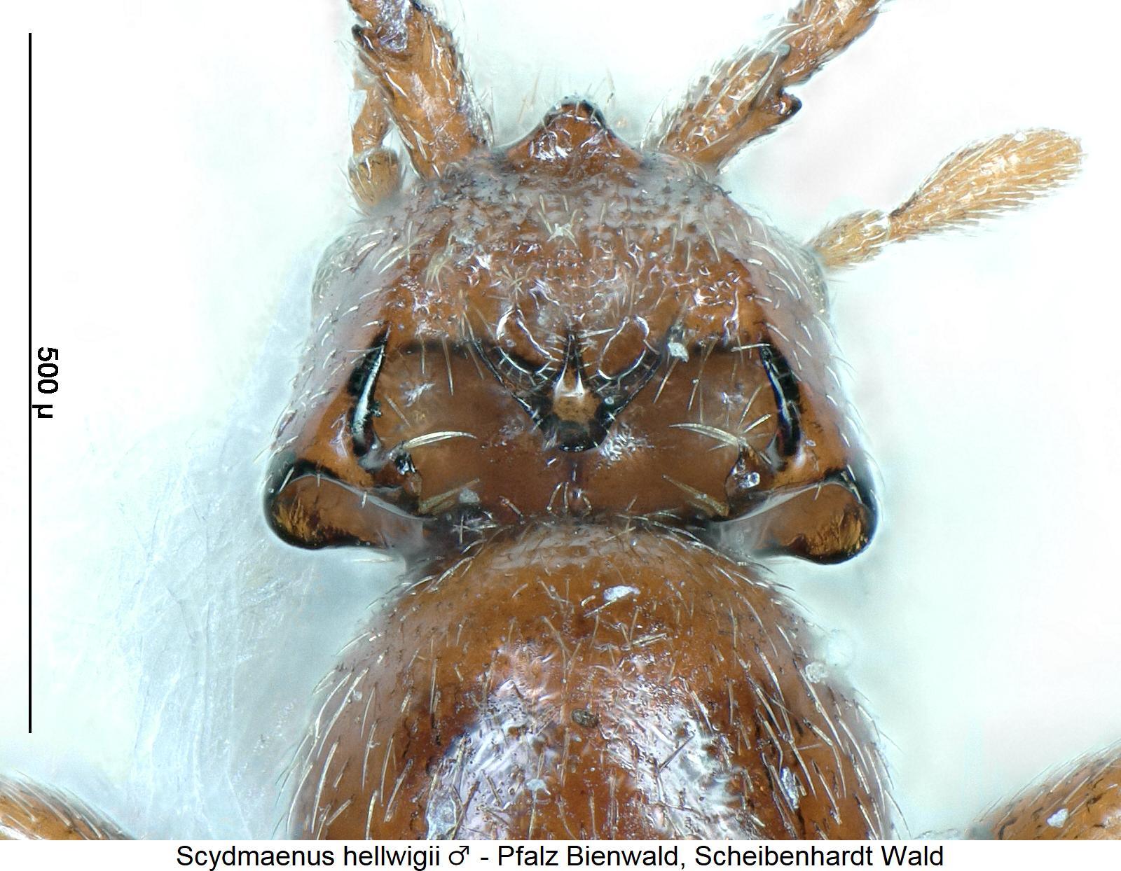 scydmaenus_hellwigii_m_k.jpg