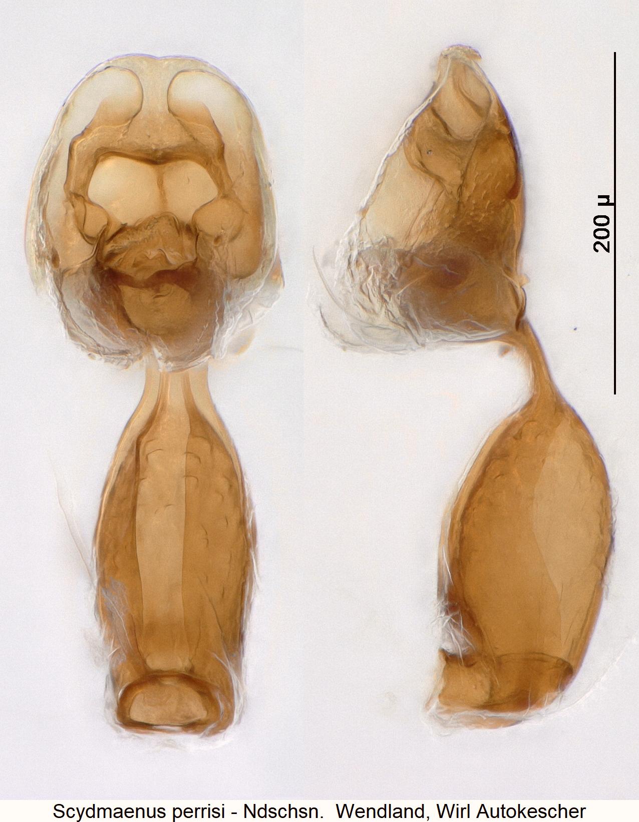 scydmaenus_perrisi1.jpg