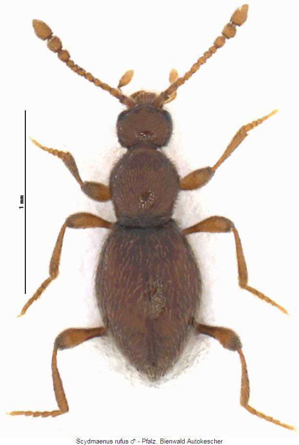 scydmaenus_rufus_whab.jpg