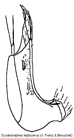 scydmoraphes_leptocerus.gif