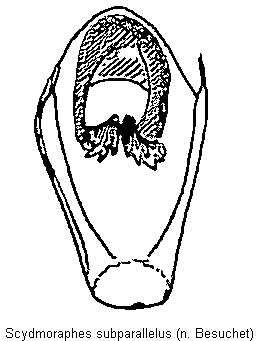 scydmoraphes_subparallelus.gif