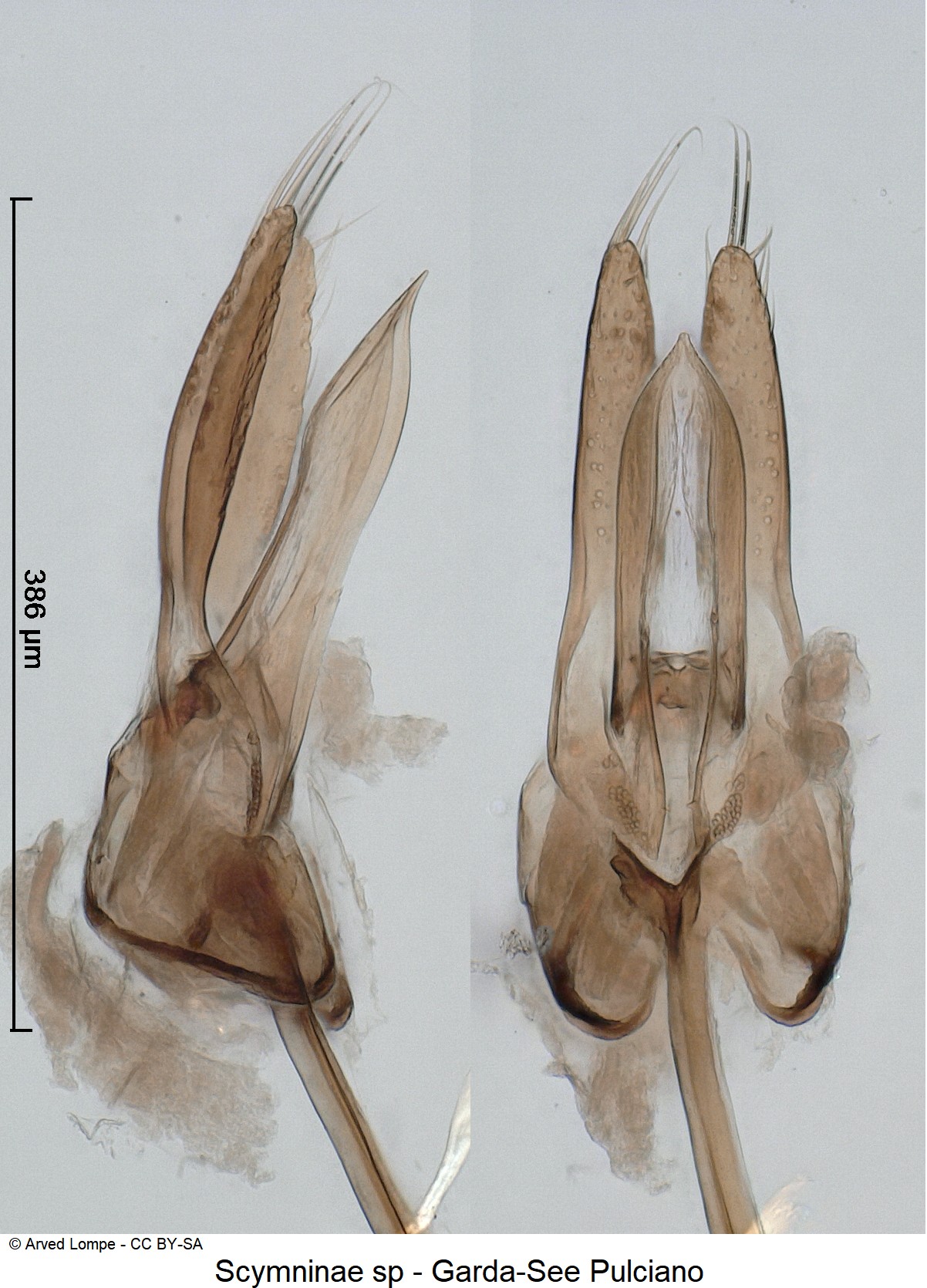 scymninae_sp.jpg