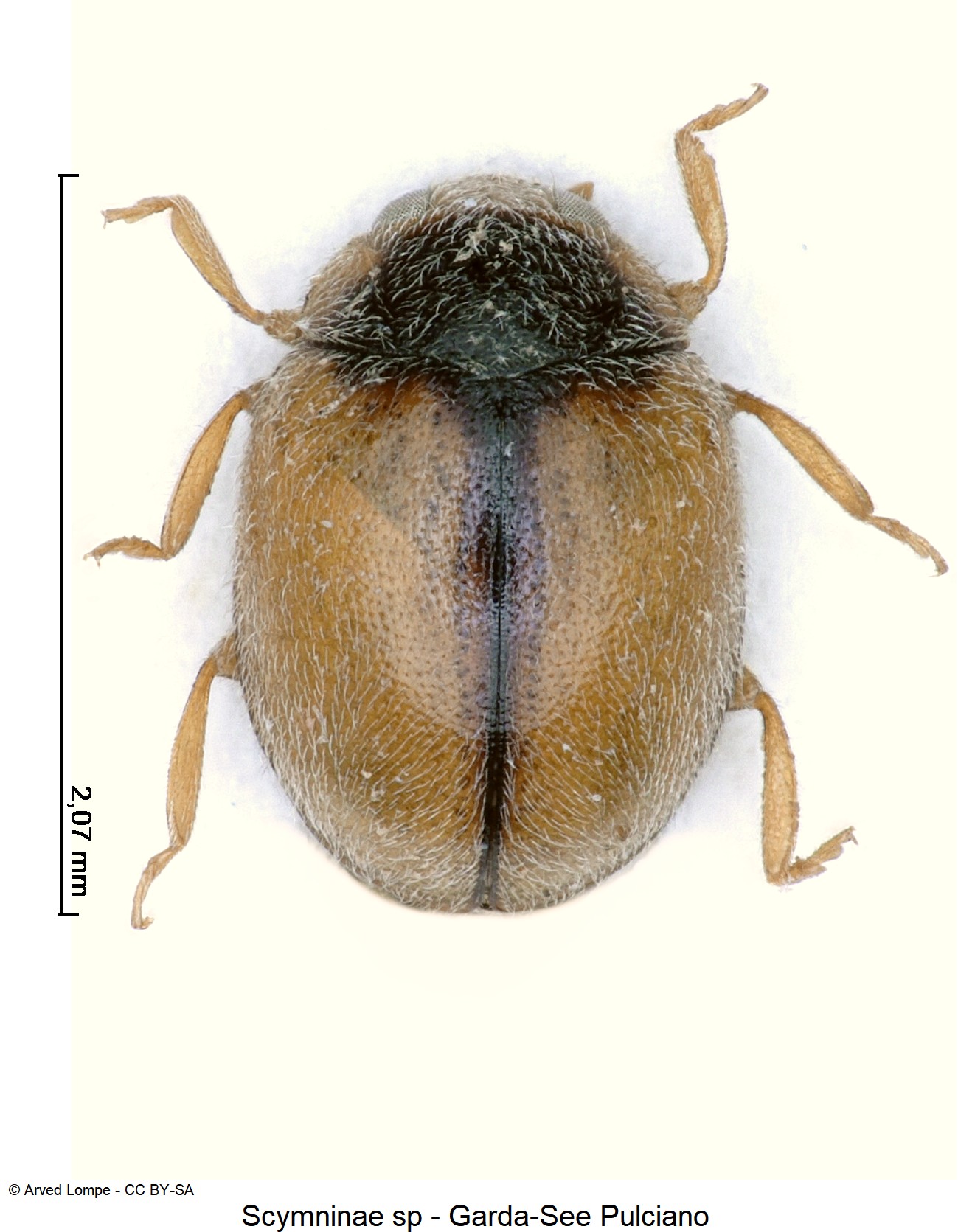 scymninae_sp_hab.jpg