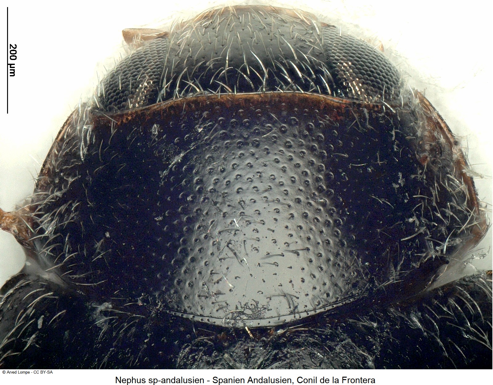 scymniscus_sp-andalusien_vk.jpg