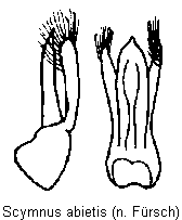 scymnus_abietis.gif