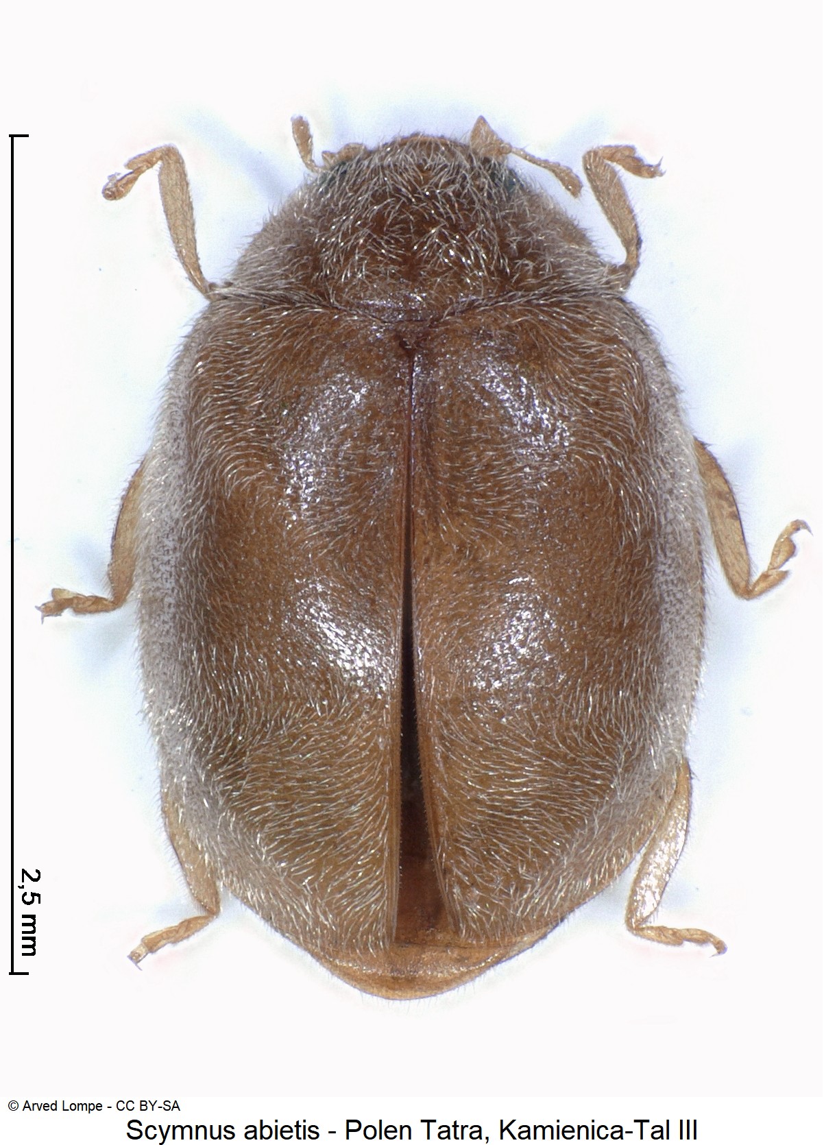 scymnus_abietis_ck34687959_hab.jpg