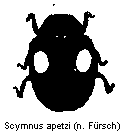 scymnus_apetzi_hab.gif
