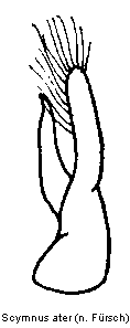 scymnus_ater.gif