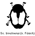 scymnus_bivulnerus_hab.gif