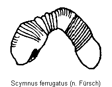 scymnus_ferrugatus_sperm.gif