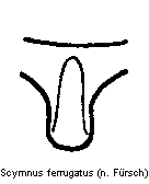 scymnus_ferrugatus_vbr.gif
