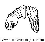 scymnus_flavicollis_sperm.gif