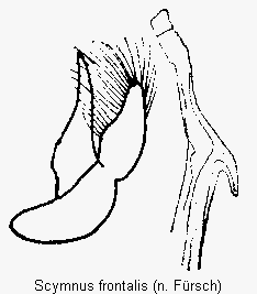 scymnus_frontalis.gif