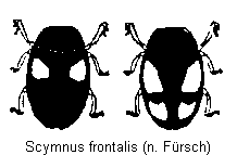 scymnus_frontalis_hab.gif