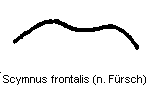 scymnus_frontalis_hlb.gif