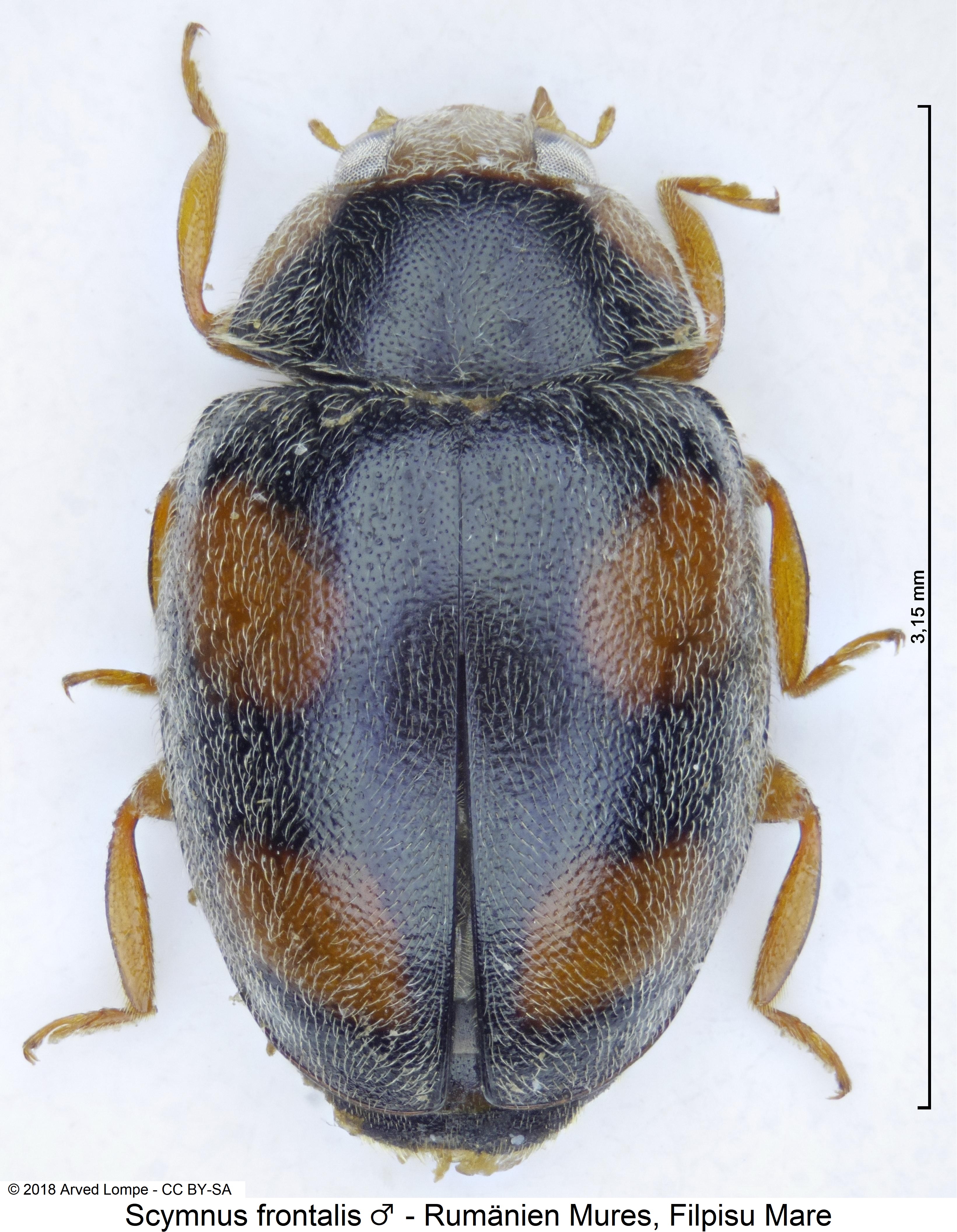 scymnus_frontalis_m_hab.jpg