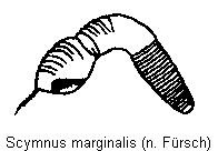 scymnus_marginalis_sperm.gif