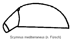 scymnus_mediterraneus_seitl.gif