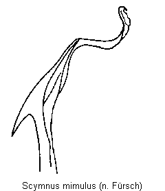 scymnus_mimulus_sipho.gif