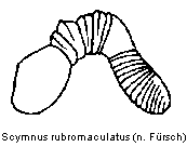 scymnus_rubromaculatus_sperm.gif