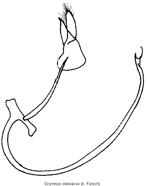 scymnus_silesiacus.gif