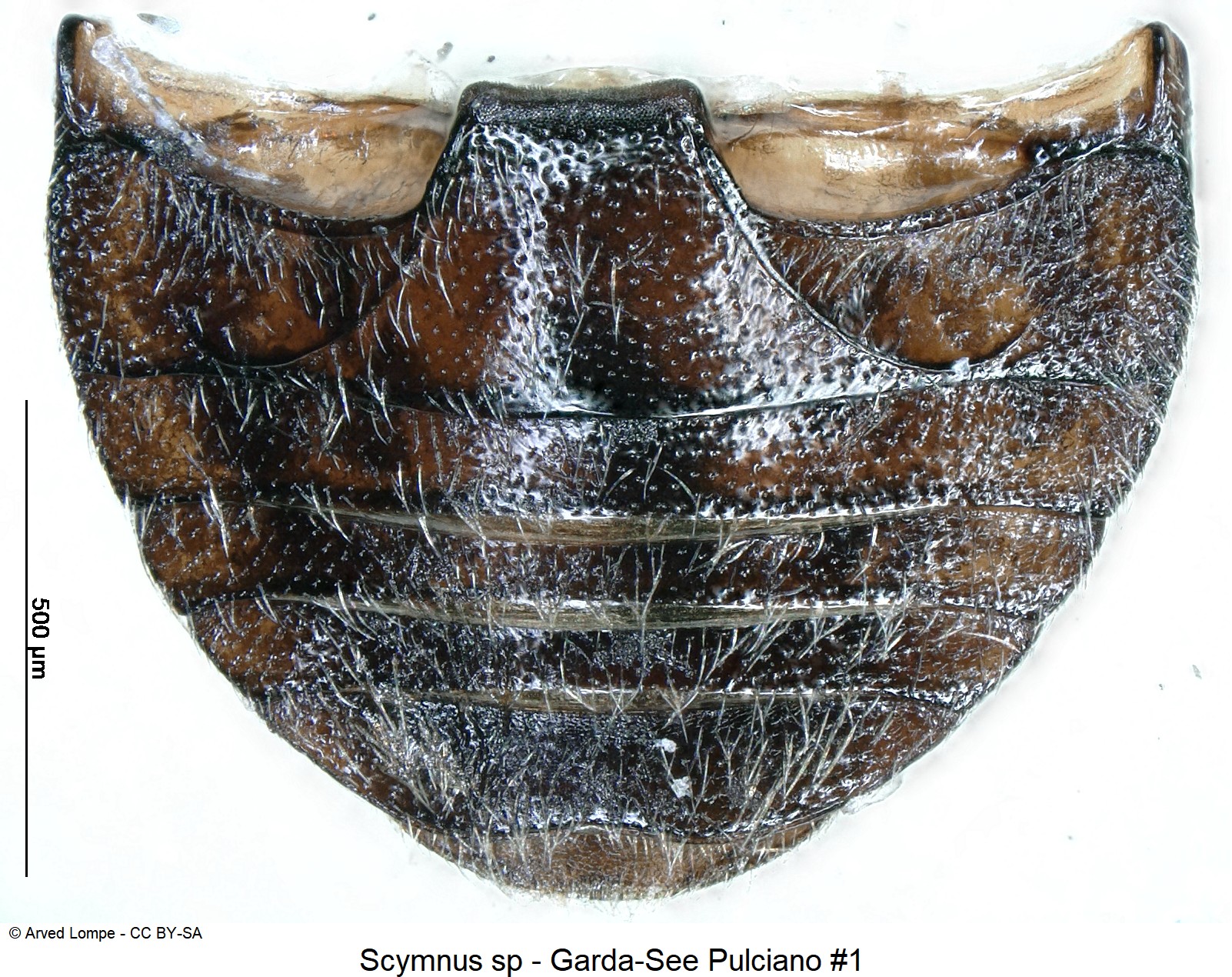 scymnus_sp_nr1_abd.jpg
