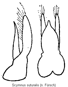 scymnus_suturalis.gif